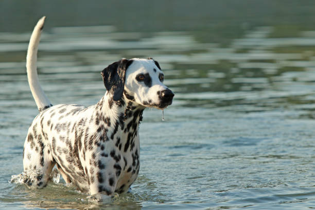istock Dalmatian dog bathing in a lake 821423442
