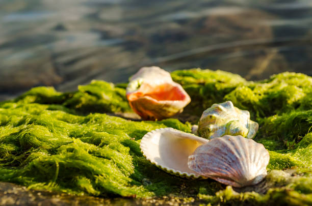 istock Seashells on stones and moss near the sea 821433018