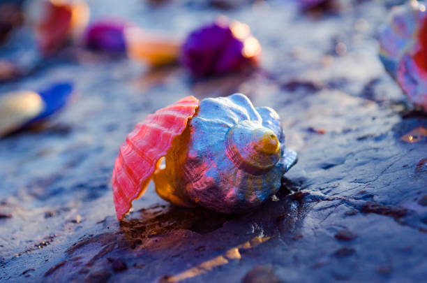 Beautiful colored seashells on large stones near the sea