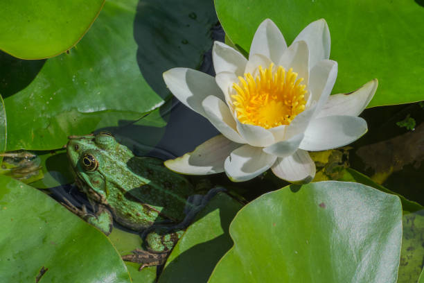 istock green frog, water lily 821433586