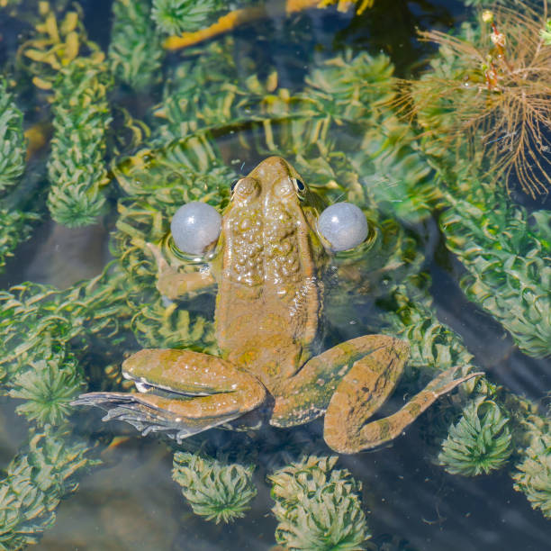 zielona żaba robi bąbelki - frog water isolated drop zdjęcia i obrazy z banku zdjęć