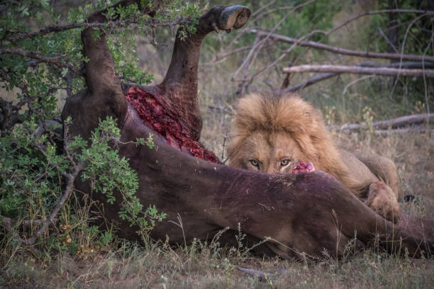 istock Male lion eating buffalo kill 821436926