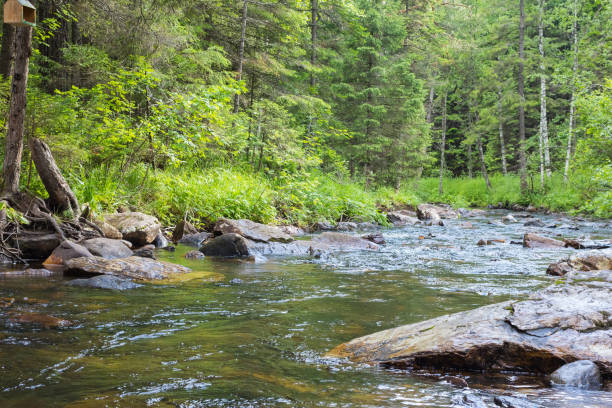 istock A small stream to a large wet stones in green forest. 821437376