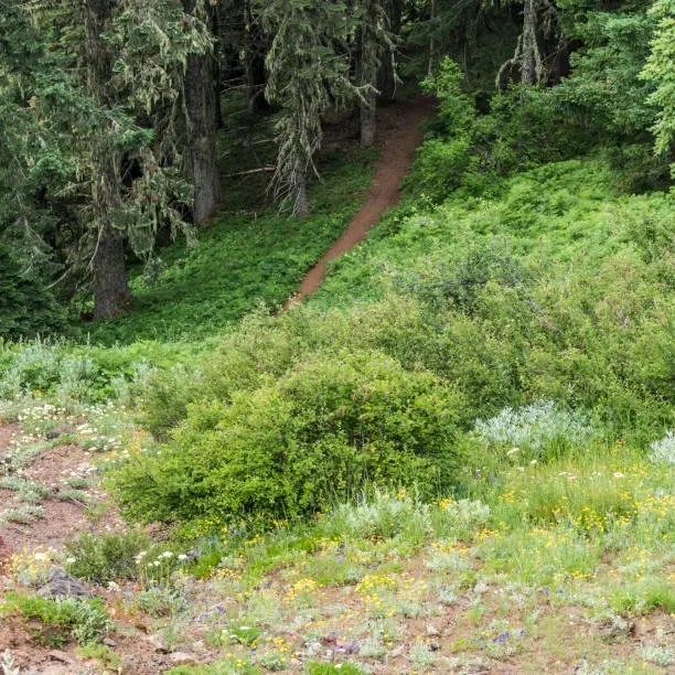 Photo of Iron Mountain Hiking Trail Western Oregon Green Trees Plant Growth