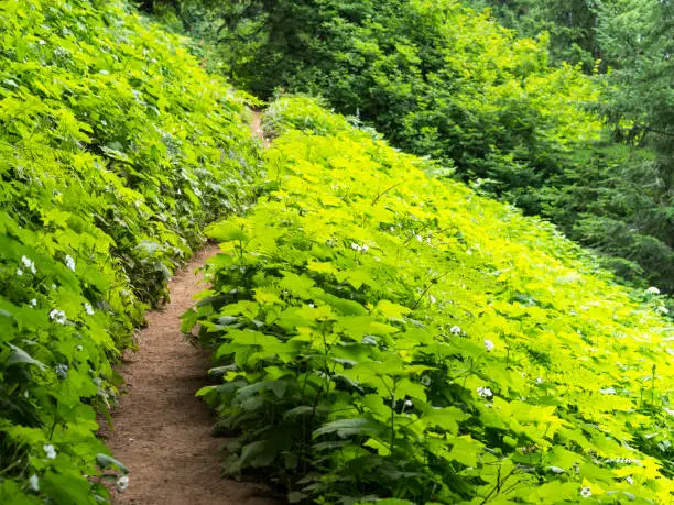 Photo of Iron Mountain Hiking Trail Western Oregon Thick Green Plant Growth