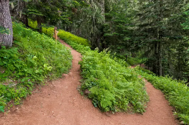 Photo of Up or Down Iron Mountain Hiking Trail Western Oregon Green Growth