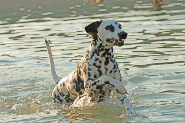 istock Dalmatian dog running in a lake 821442154