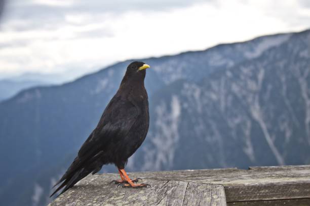 istock Oscine bird sitting on a handrail in a restaurant in the austrian alps 821444644