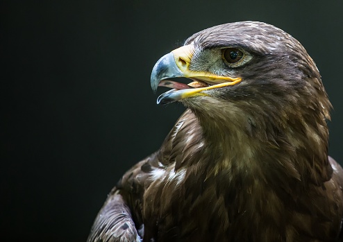 Close up portrait of a Stone Eagle in summer