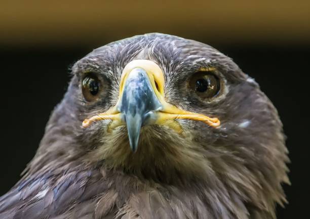 istock Close up portrait of a Stone Eagle 821444912