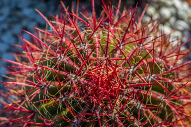 istock Cactus in a german garden exhibition 821445114