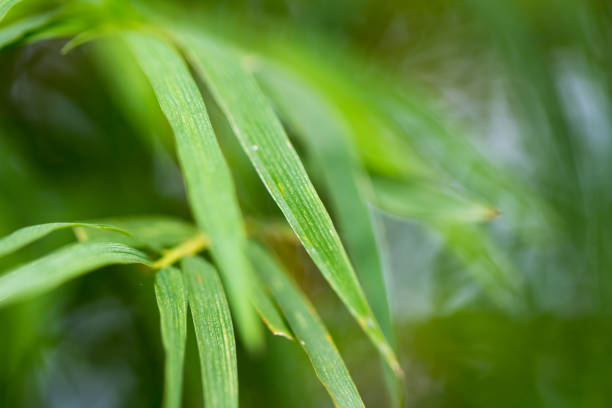 istock Close up bamboo leaves blur background 821454030