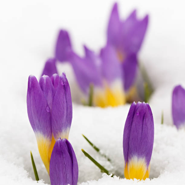 istock Blooming crocuses in spring garden. Flowers in the snow. 821454556