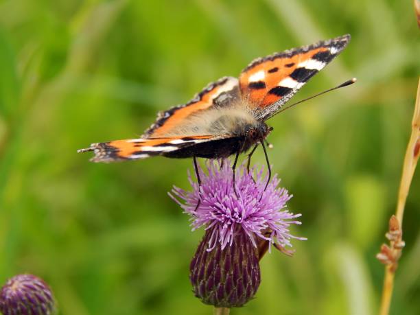 istock Meadow butterfly on a close-up burping flower 821457826