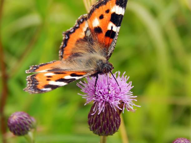 istock Meadow butterfly on a close-up burping flower 821457832