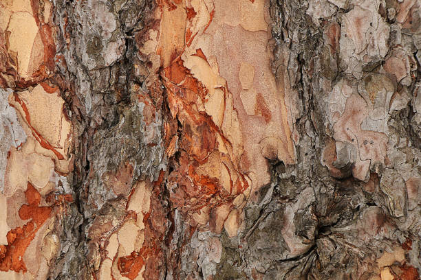 istock Texture of the bark of a tree 821460524