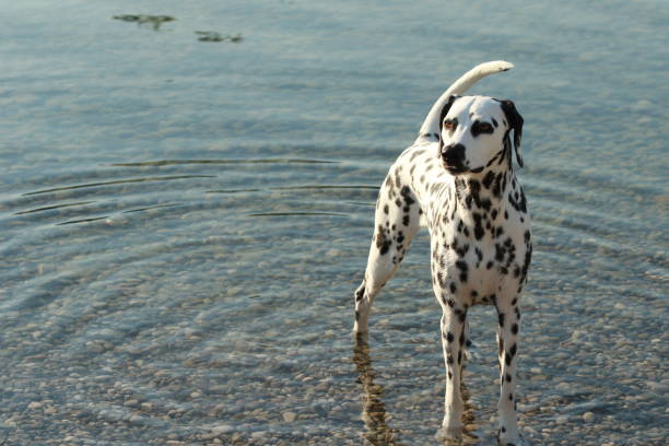 istock Dalmatian dog standing in a lake in summer 821463258