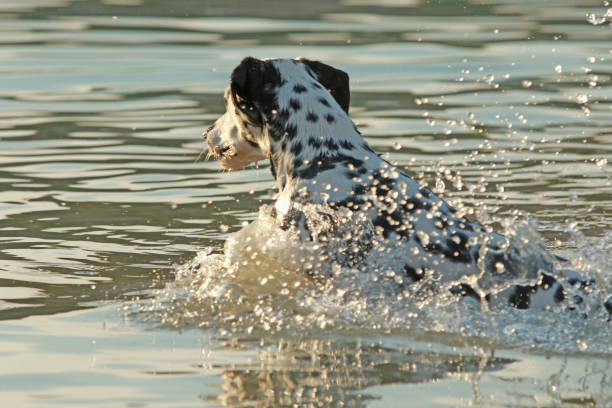 istock Dalmatian dog swimming in a lake 821463468