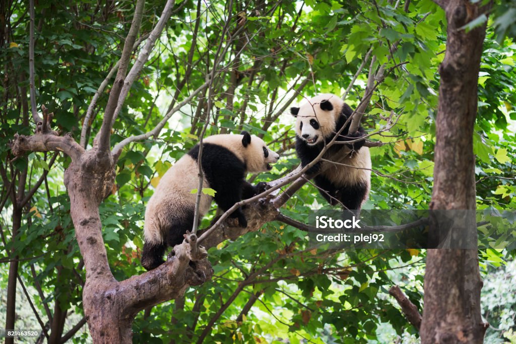 Zwei riesige Pandas spielen in einem Baum - Lizenzfrei Panda Stock-Foto