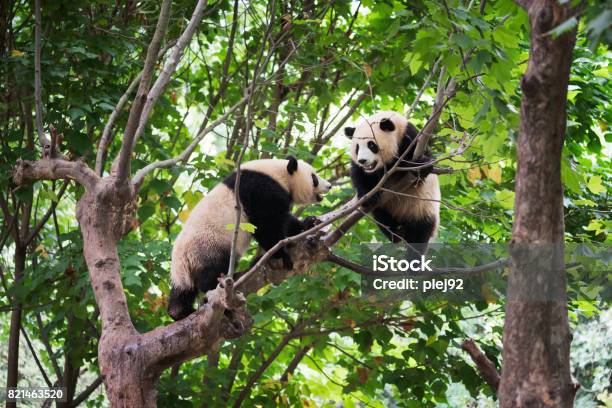 Two Giant Pandas Playing In A Tree Stock Photo - Download Image Now - Panda - Animal, Playful, Climbing