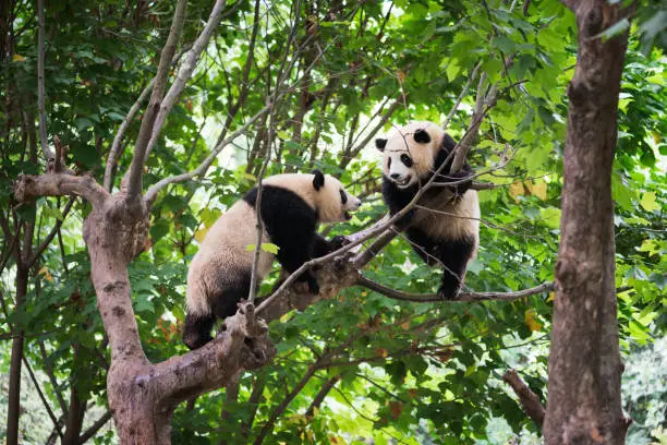 Two giant pandas playing in a tree