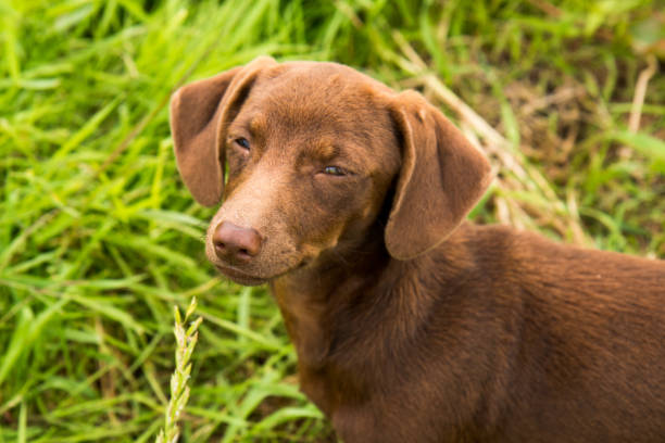 Cunning happy muzzle of a dachshund on a background of green grass stock photo