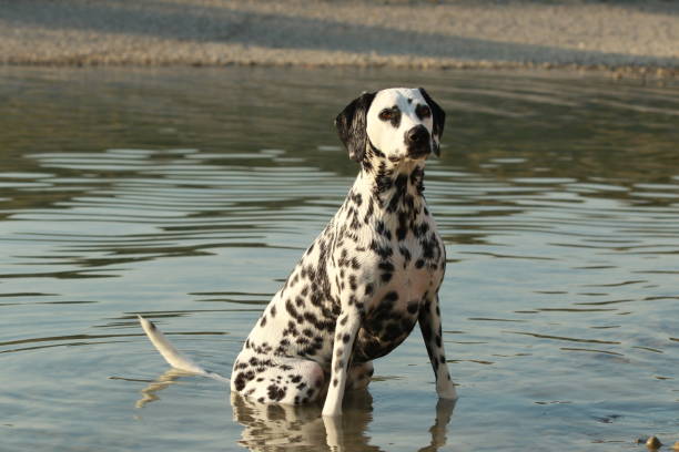 istock Dalmatian sitting in the water 821464068