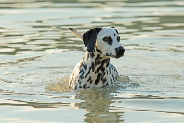 istock Dalmatian dog running in a lake 821464102