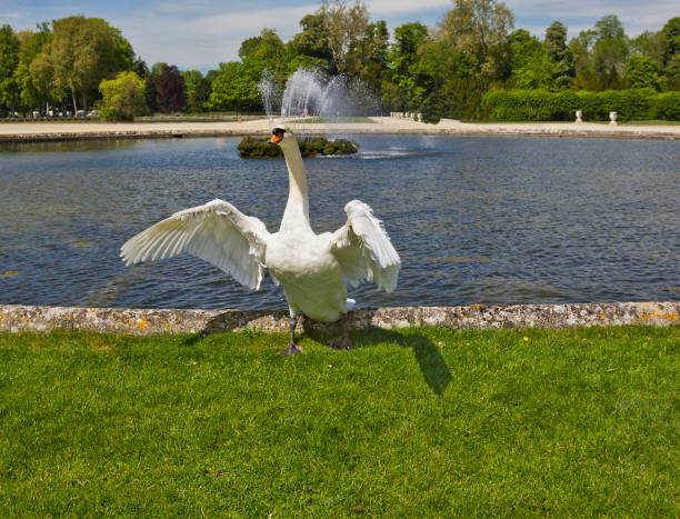 White swan standing with outspread wings on the pond bank