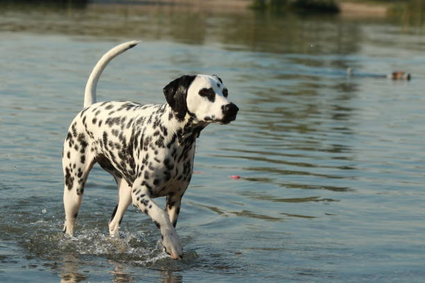 istock Dalmatian dog running in a lake 821464420