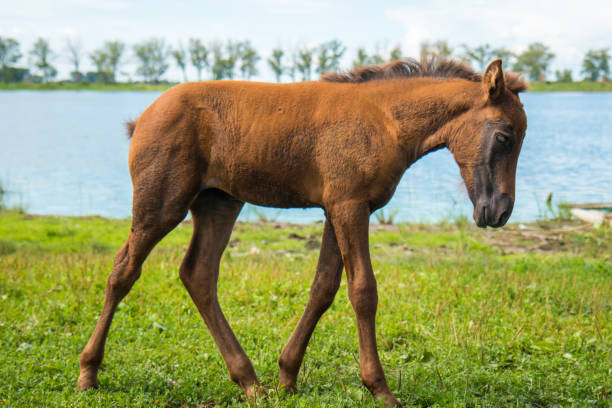 istock A young foal is grazing by the pond 821464828