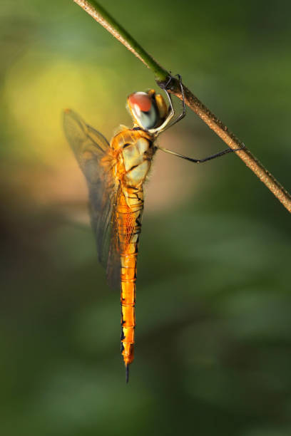 istock Dragonfly in Thailand and Southeast Asia. 821464894