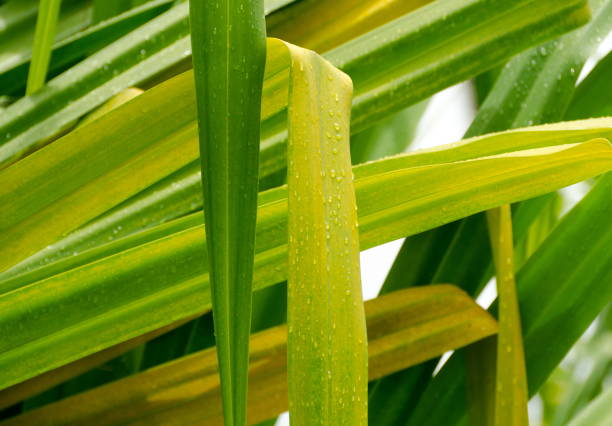 yucca plante feuilles couverte de gouttes de pluie en liliuokalani park, hilo - yucca photos et images de collection