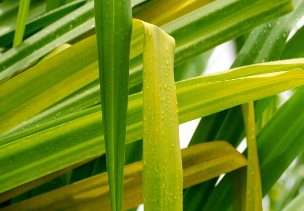 foglie di piante yucca coperte da gocce di pioggia nel parco liliuokalani, hilo - yucca foto e immagini stock