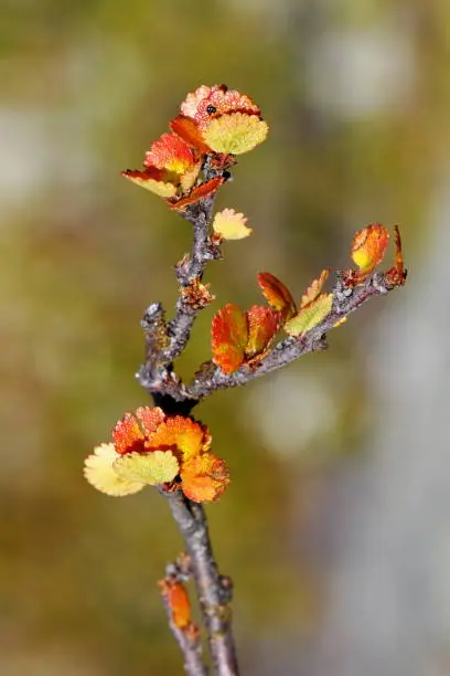 Dwarf birch Betula nana with autumn colored leaves