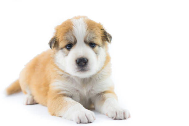 Portrait dog puppy isolate on over white background