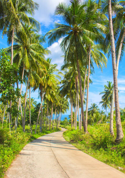 istock Tropical island traveling landscape. Empty road and palm trees. 821479916