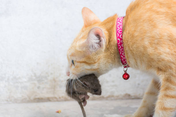 istock orange cat and hunting rat 821482082