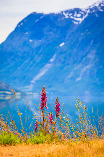 istock Mountains and fjord in Norway, 821485530
