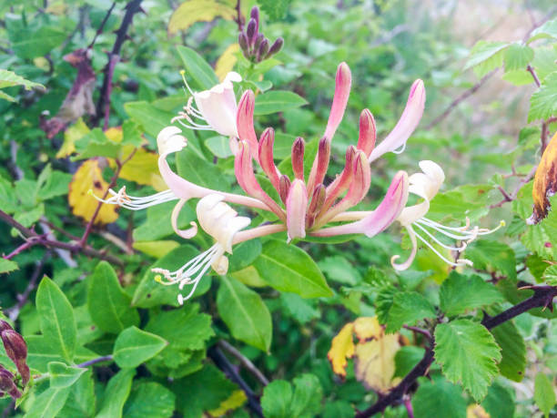 istock European honeysuckle or woodbine 821487024