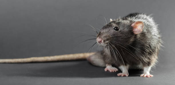 istock Animal gray rat close-up 821489798