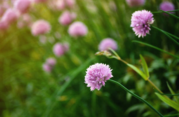 istock Gomphrena globosa flower in nature garden 821490100