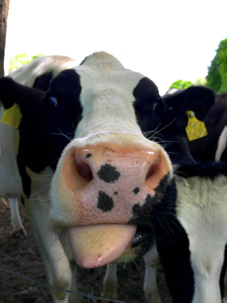 istock Head of a cow black and white 821490392