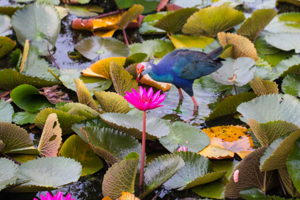 istock Beautiful lotus flower 821494376