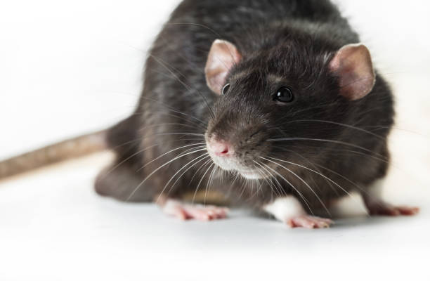 istock Animal gray rat close-up 821494678