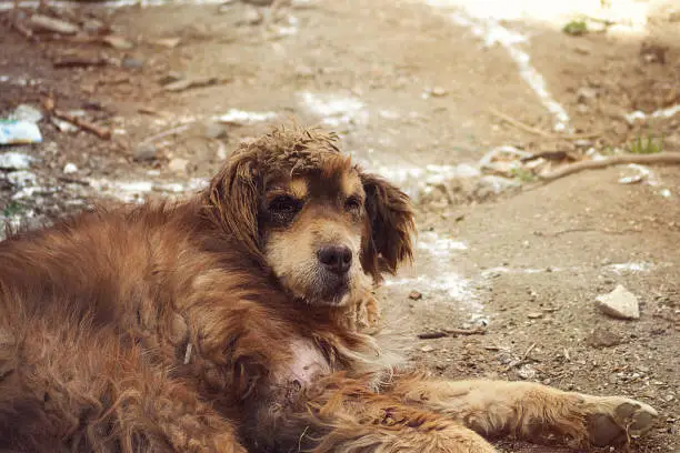 Poor old lazy dog sleeping on the ground