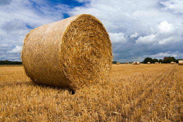 istock A bale of straw after harvesting 821496960