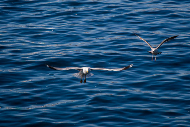 istock Seagulls are flying in the sky 821497332