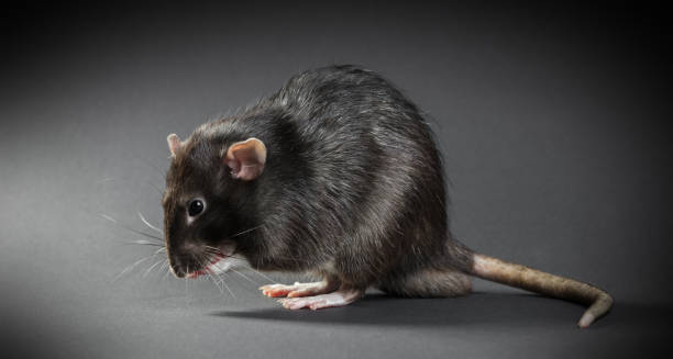 istock Animal gray rat close-up 821497422