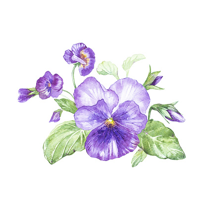 Ilustración de Ilustración En Acuarela De La Flor Pensamiento Tarjeta  Floral Con Flores Ilustración Botánica y más Vectores Libres de Derechos de  Pintura de acuarela - iStock